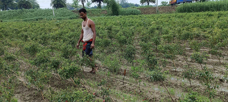 মরিচখেতের পরিচর্যা করছেন এক কৃষক। মরিচগাছগুলো থেকে ফলন পাওয়া যাচ্ছে খুব কম। গতকাল দুপুরে পাবনার সাঁথিয়ার ছেঁচানিয়া গ্রামে